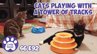 Cats For Cats To Watch * Cats Playing With A Tower Of Tracks | S6 E92 | Training Feral Cats