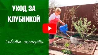 Уход за клубникой весной 🌟 Удобрение нашатырным спиртом❗ Эксперимент