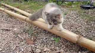 Morning Bliss: A Cat's Sunbathing Stroll Around the Yard. Mollie