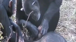 Chimp filmed cleaning her dead son's teeth