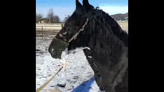 Жеребец Кабардинской породы Волчок (Дыгъужь) машАллах😍