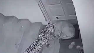 leopard attacks on dog