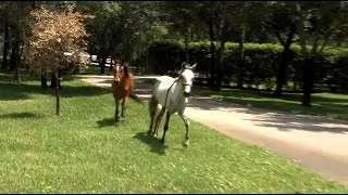 Horses run loose in Golden Gate Estates neighborhood