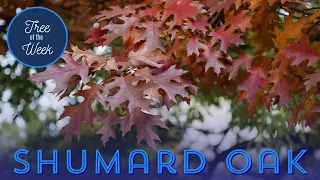 Tree of the Week: Shumard Oak