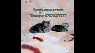 Продаются британские котята.#британцы#котята#купитькотенка