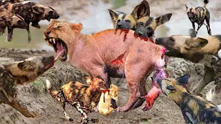 Big Battle Of Wild Dogs Vs Lion! Mother Lion Sacrifices  To Save Her Cubs From A Pack Of Wild Dogs