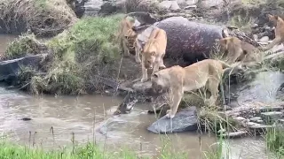 Lions unimpressed by crocodile