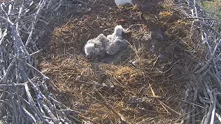 Xcel Energy Fort Saint Vrain Eagle Cam 26.04.2024