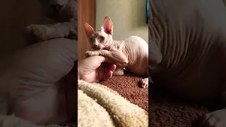 Канадский Сфинкс прекрасен❤️ можно снимать вечно! #shorts #sphynx #kitten #сфинксы