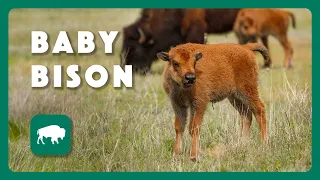 Bison Babies at Caprock Canyon - Postcard From Texas