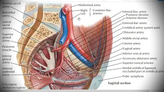 Анатомия с АВ. Подвздошные артерии (aa. iliacae). Бедренная артерия (a. femoralis).