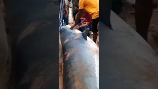 поймали акулу-людоеда🦈A Russian man was eating by a tiger shark #акула #sea #море # #shark #шок