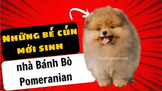 Thăm các bé cún phốc sóc baby nhà mình | Bánh Bò Pomeranian Daily Vlog