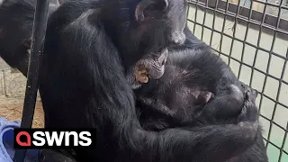 Chimps who spent their lives at roadside zoo share emotional hug after moving to a sanctuary | SWNS