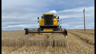 Cumbrian Harvest 2023. Combining winter wheat with a New Holland TC5060.