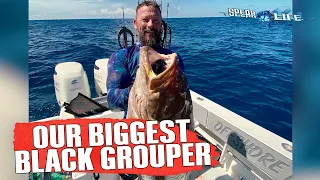 Our BIGGEST Black Grouper