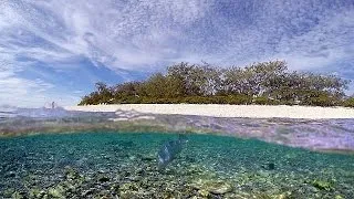 Korallenbleiche am Great Barrier Reef