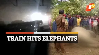 Two Elephants Killed After Being Hit By Train In Odisha | OTV News