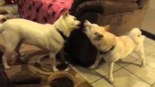 Yuki the talking shiba inu has a lot to say to his sister