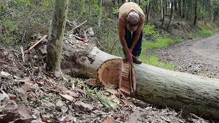 BIG SPOTTED GUM WITH AN AXE! #axecordwoodchallenge #biglogchallenge