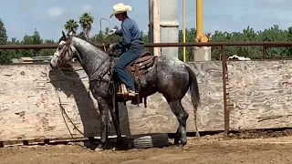 FOR SALE: “Gray Dog” - 6yo AQHA gelding