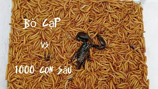 Scorpion vs. 1000 mealworms