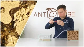 ANTCUBE starter set cork for ants living in wood 