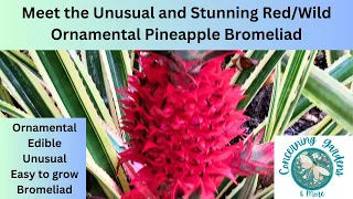 Stunning and Unusual Red/Wild Pineapple, Ornamental, Edible, Easy to Grow, Basics & More