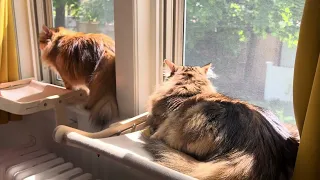 Siberian cats lounging in the sun.
