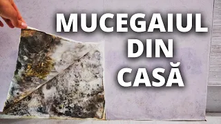 Cum scoatem mucegaiul de pe pereţi? Metoda care te scapă de miros şi petele negre