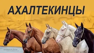 Небесные кони #Ахалтекинцы #ИППОсфера Породный ринг Северная Звезда #AkhalTekehorse