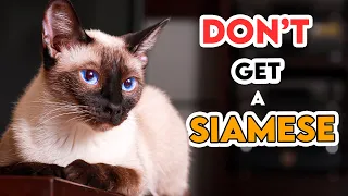 Why You SHOULDN'T Get A SIAMESE Cat