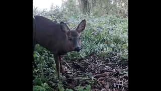 The inquisitive roe deer #wildlife #nature #naturelovers #deer #roedeer #uk #trailcamera #derbyshire