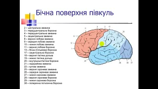 Кінцевий мозок