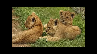 Okavango Africa's Wild Oasis || Full Documentary with subtitles