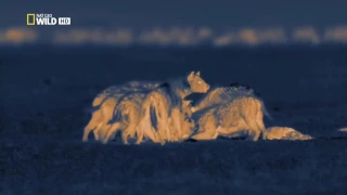 Ночные охотники Банды гиен Вечные соперники Львов гиены. Программа Nat Geo Wild HD