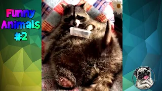 Funny Animals #2 / Смешные животные #2