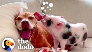 Woman Rescues A Pig From A Pet Store | The Dodo