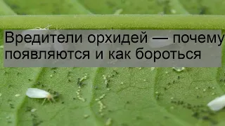 Вредители орхидей — почему появляются и как бороться