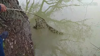 Ловля сома на подвески.снасть с поплывком.