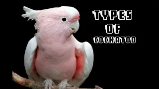 TYPES OF COCKATOO BirdsVideo #NatureBeauty #FeatheredFriends  #WingedWonders #BirdLife