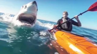 If You're Scared of Sharks, Don't Watch This Video!