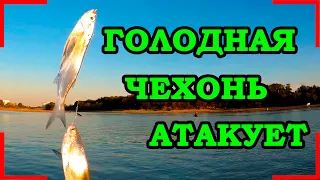 ЖОР. РЫБА НА КАЖДОМ ЗАБРОСЕ!!! РЫБАЛКА НА КУБАНИ НА ЧЕХОНЬ!!!