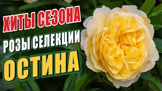 РОЗЫ СЕЛЕКЦИИ ОСТИНА. ХИТЫ СЕЗОНА