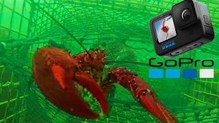 Lobsters Getting Trapped | GoPro in Lobster Trap
