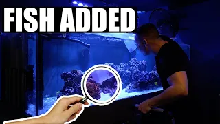 Pouring clownfish into my aquarium - The king of DIY saltwater fish tank