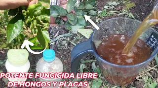 Este FUNGICIDA es 1,000 veces mas POTENTE que cualquier otro! Elimina  hongos Mayor FLORACIÓN y FRUT