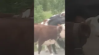 la mia passione: i vitelli, le manze e le mucche