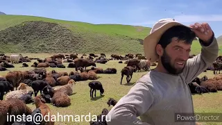 Гиссарские овцы и аборигенные САО Таджикистана саги дахмарда Кароматулло из Зидех.