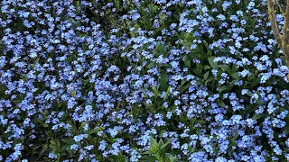 Fill up your garden with Forget Me Not flowers!